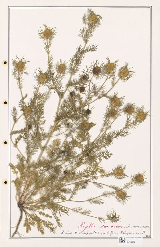 Nigella damascena  (Ranunculaceae)