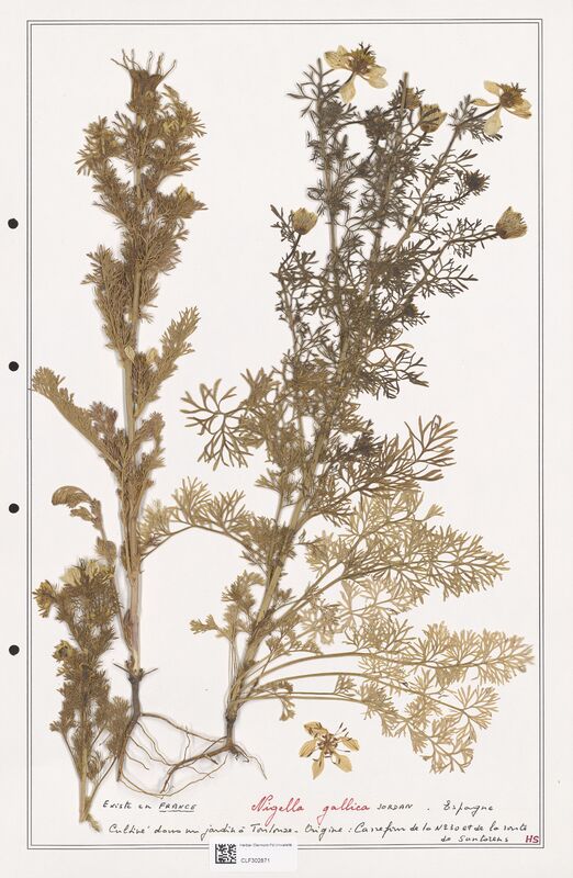 Nigella gallica  (Ranunculaceae)