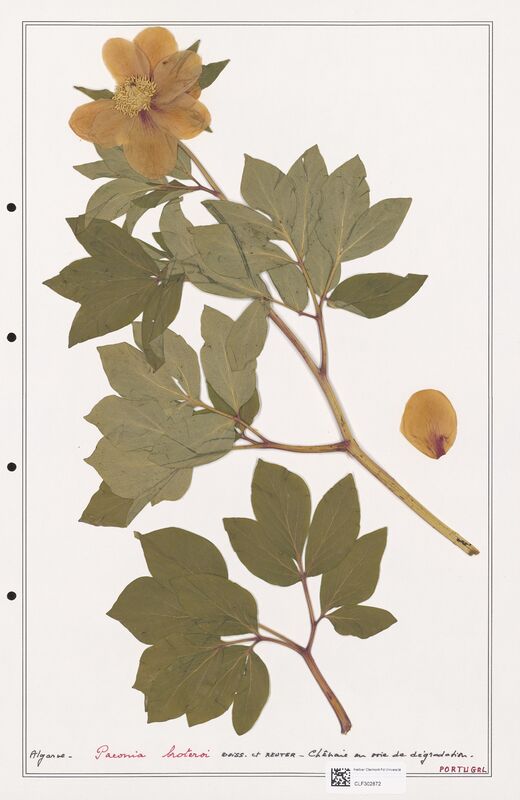 Paeonia broteroi  (Paeoniaceae)