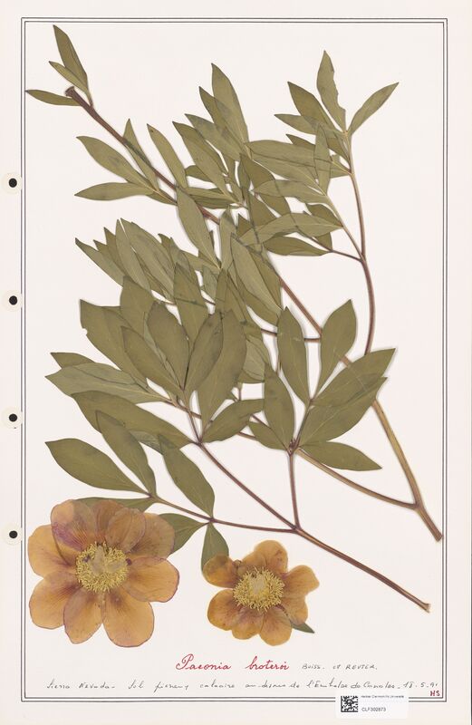 Paeonia broteroi  (Paeoniaceae)