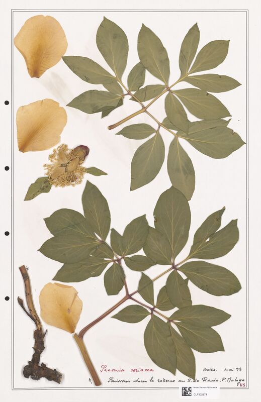 Paeonia coriacea  (Paeoniaceae)