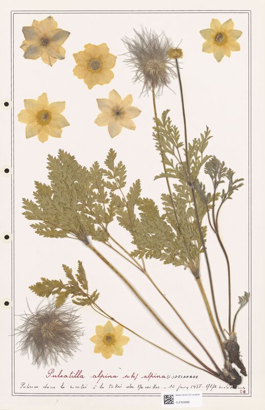 Pulsatilla alpina  (Ranunculaceae)