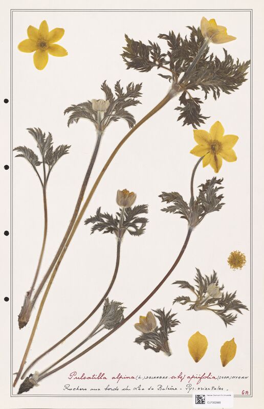 Pulsatilla alpina  (Ranunculaceae)