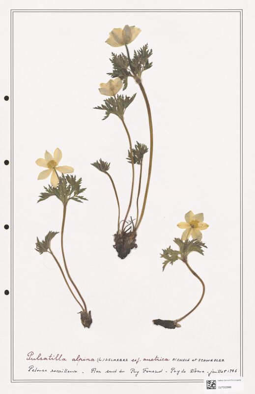 Pulsatilla alpina  (Ranunculaceae)