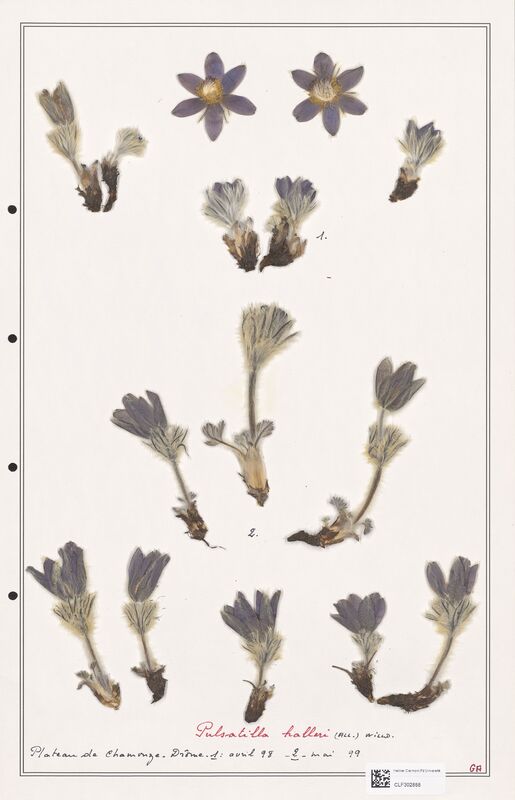 Pulsatilla halleri  (Ranunculaceae)