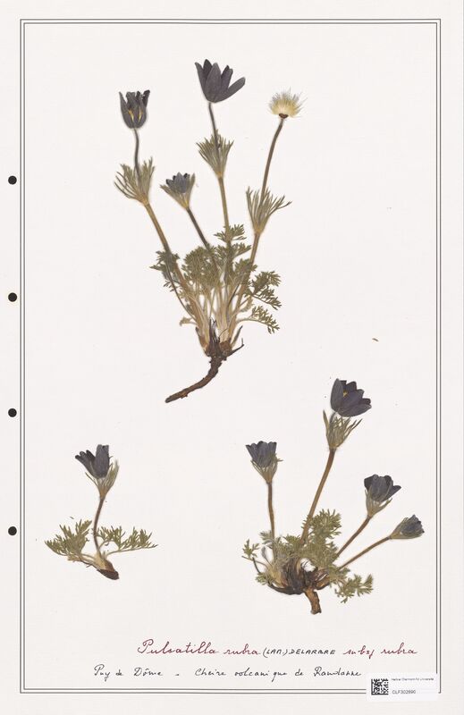 Pulsatilla rubra  (Ranunculaceae)