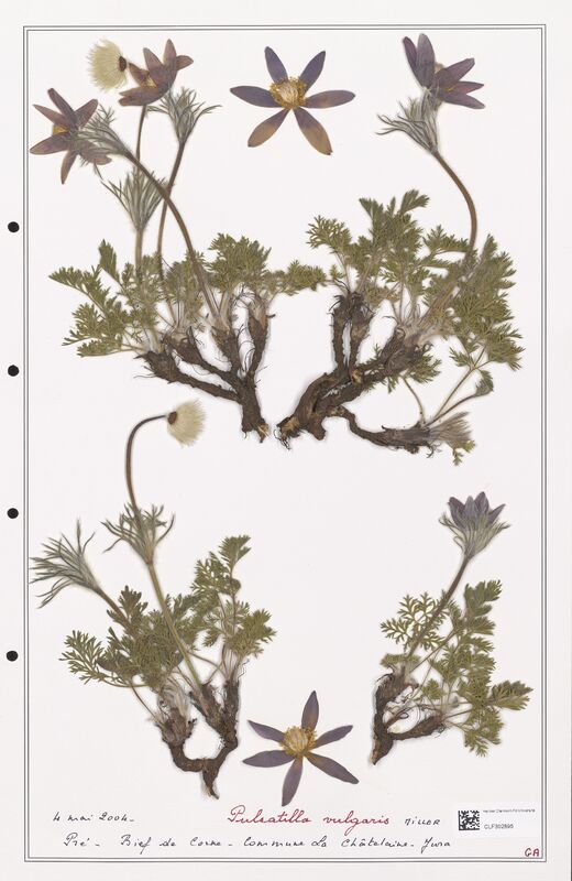 Pulsatilla vulgaris  (Ranunculaceae)
