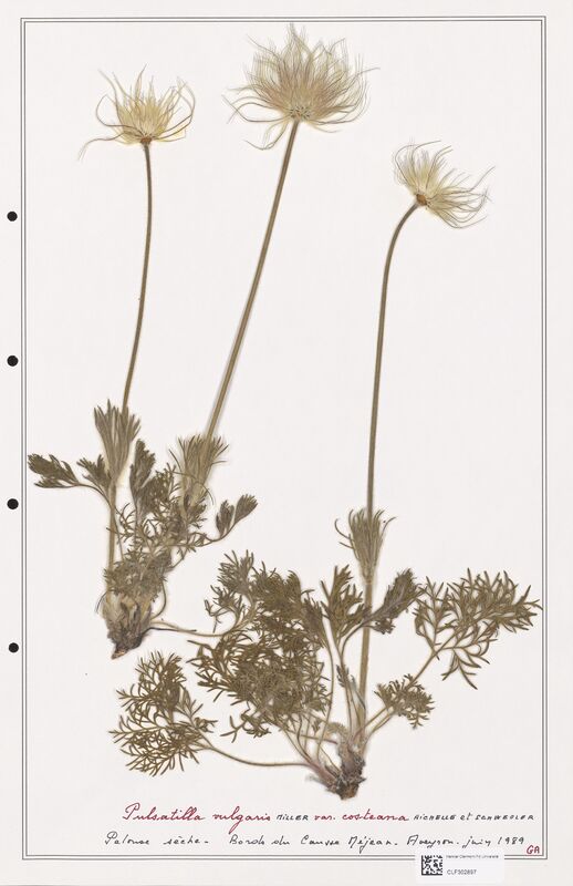 Pulsatilla vulgaris  (Ranunculaceae)