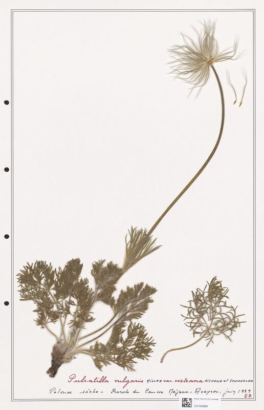 Pulsatilla vulgaris  (Ranunculaceae)