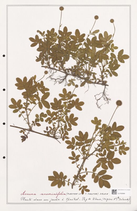 Acaena anserinifolia  (Rosaceae)