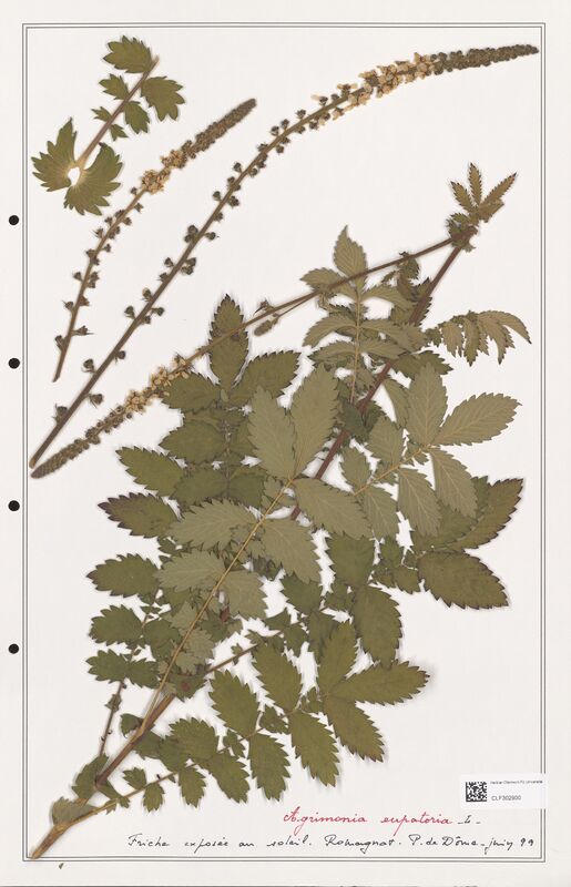 Agrimonia eupatoria  (Rosaceae)