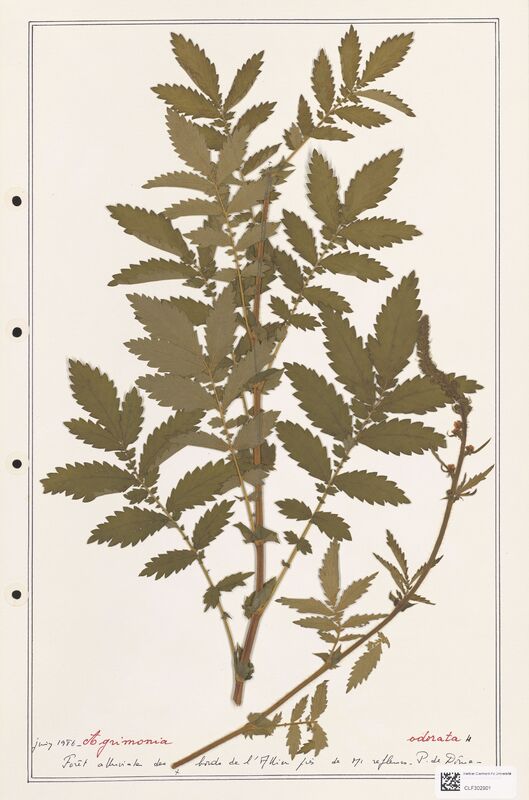 Agrimonia odorata  (Rosaceae)