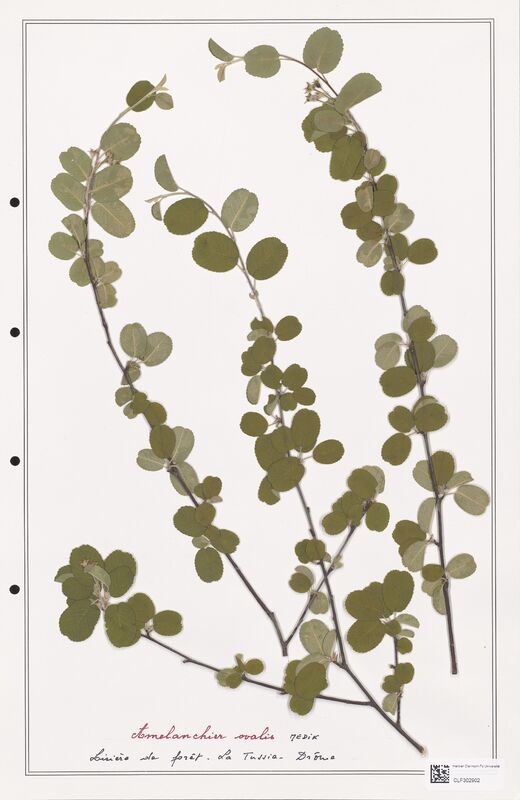 Amelanchier ovalis  (Rosaceae)