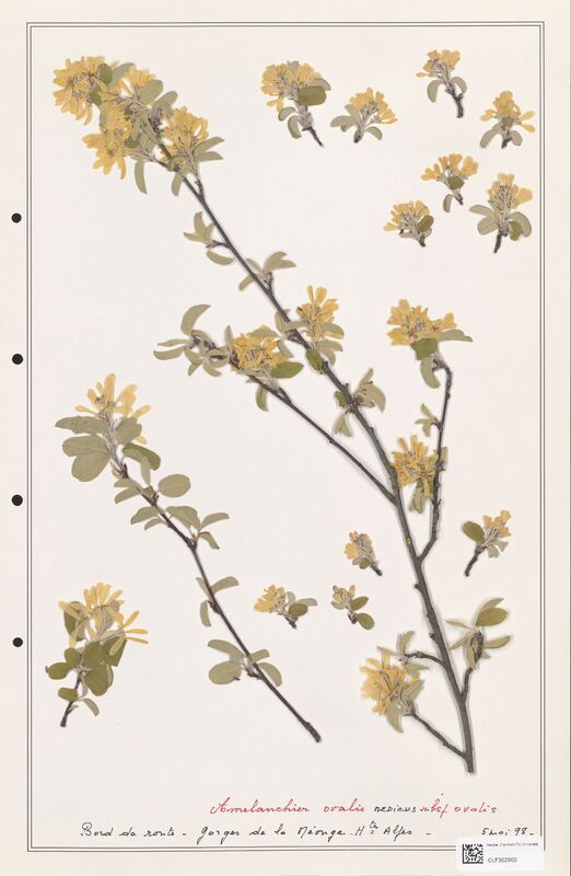 Amelanchier ovalis  (Rosaceae)