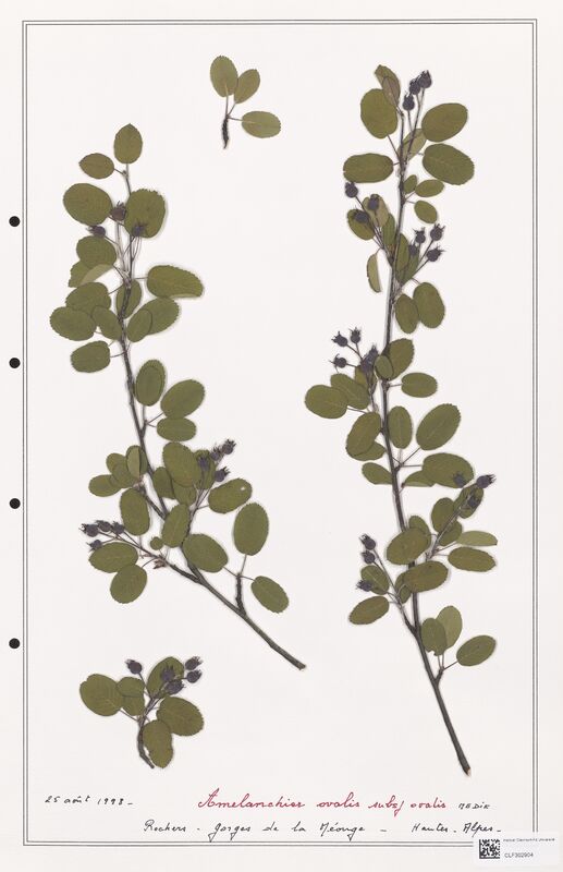 Amelanchier ovalis  (Rosaceae)