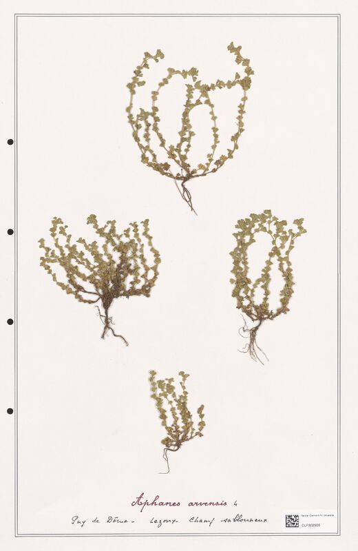 Alphanes arvensis  (Rosaceae)