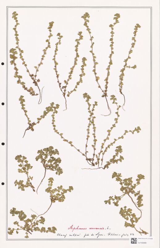 Alphanes arvensis  (Rosaceae)