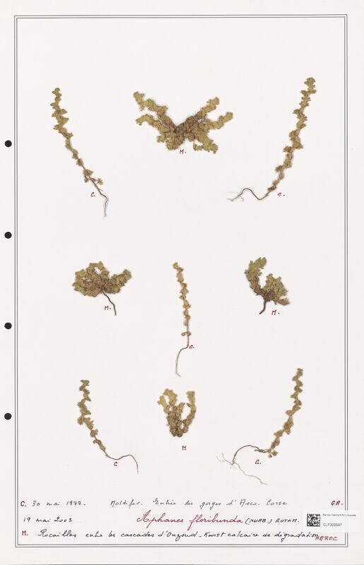 Alphanes floribunda  (Rosaceae)