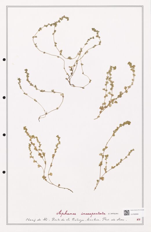 Alphanes inexspectata  (Rosaceae)