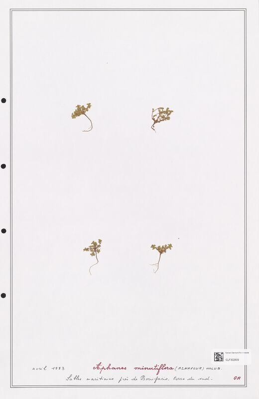 Alphanes minutiflora  (Rosaceae)