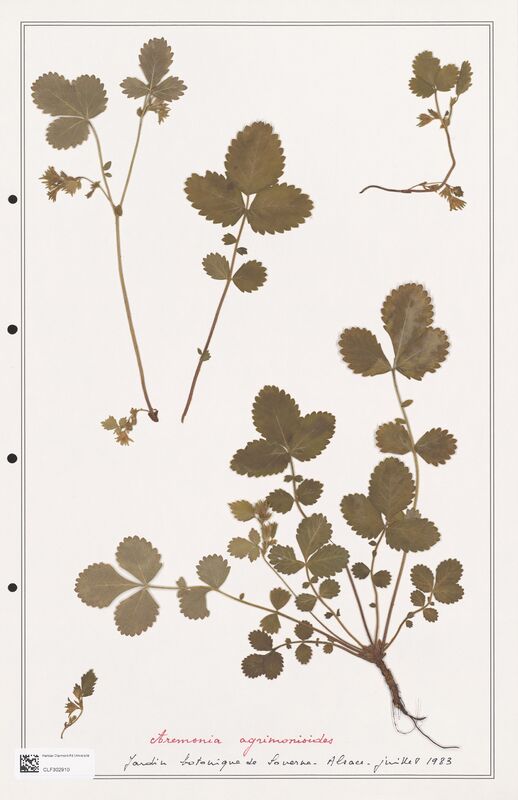 Aremonia agrimonisides  (Rosaceae)