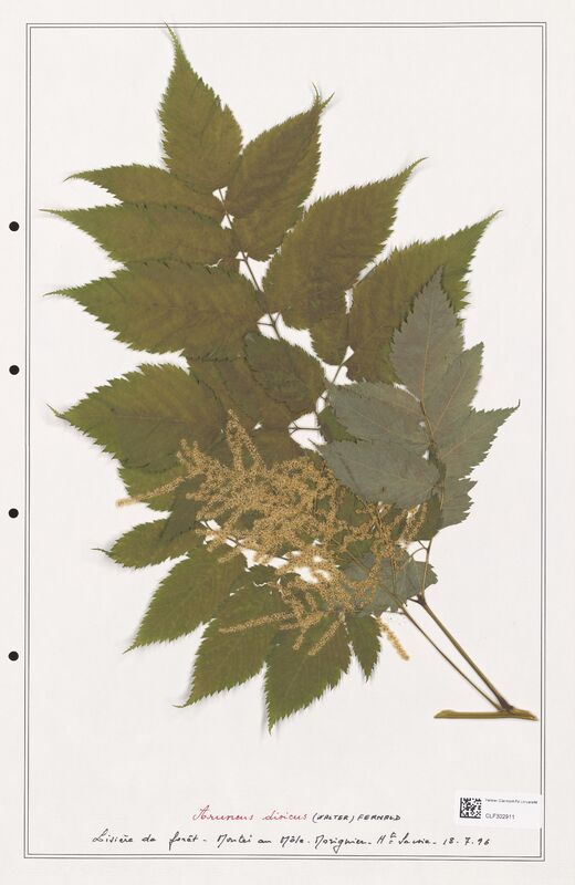 Arunus dioicus  (Rosaceae)