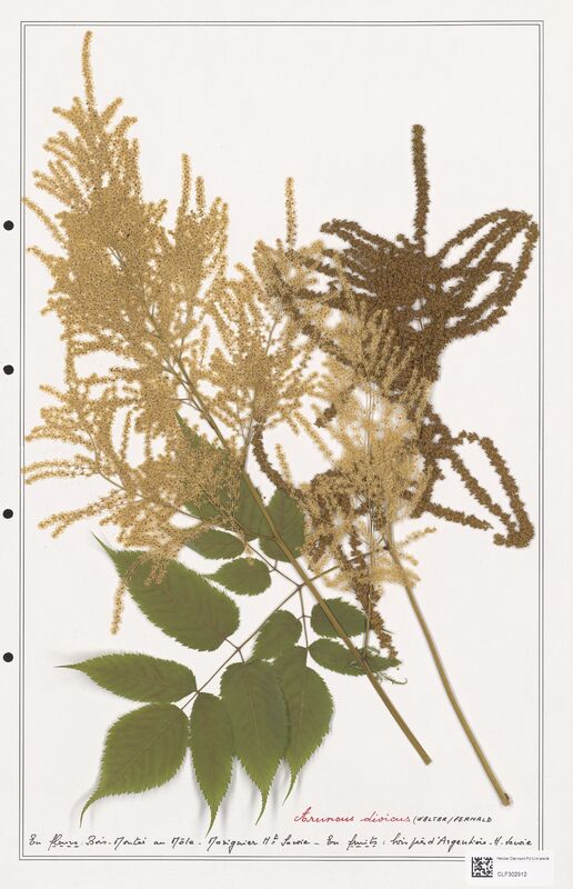 Arunus dioicus  (Rosaceae)