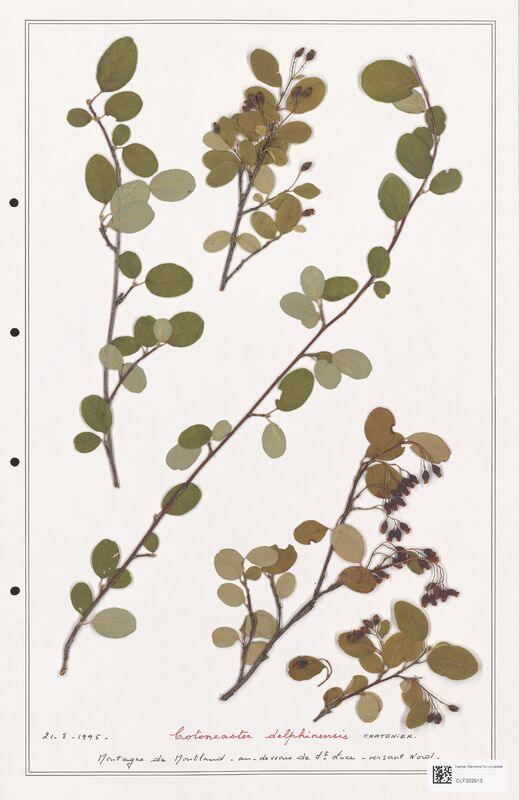 Cotoneaster delphinensis  (Rosaceae)