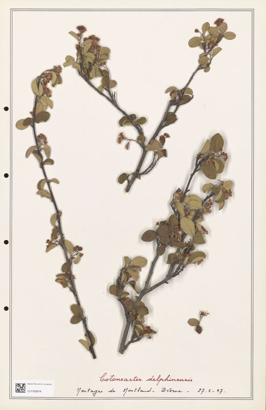 Cotoneaster delphinensis  (Rosaceae)