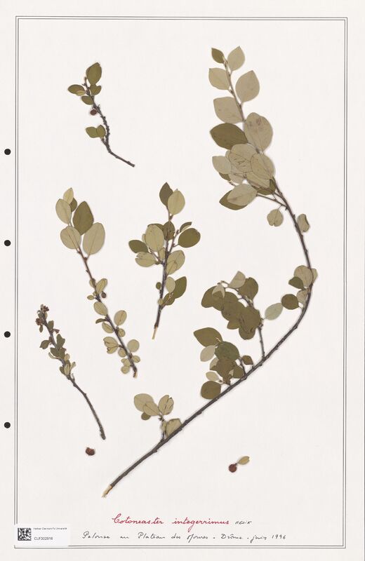 Cotoneaster interrigimus  (Rosaceae)