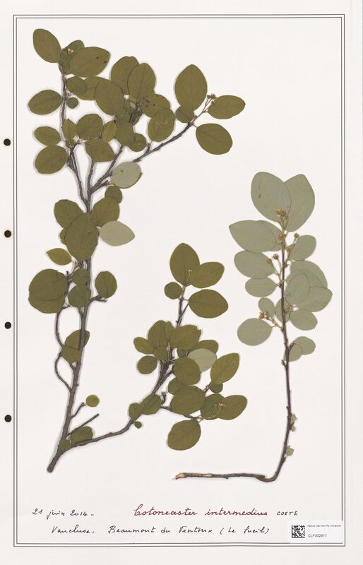 Cotoneaster intermedius  (Rosaceae)