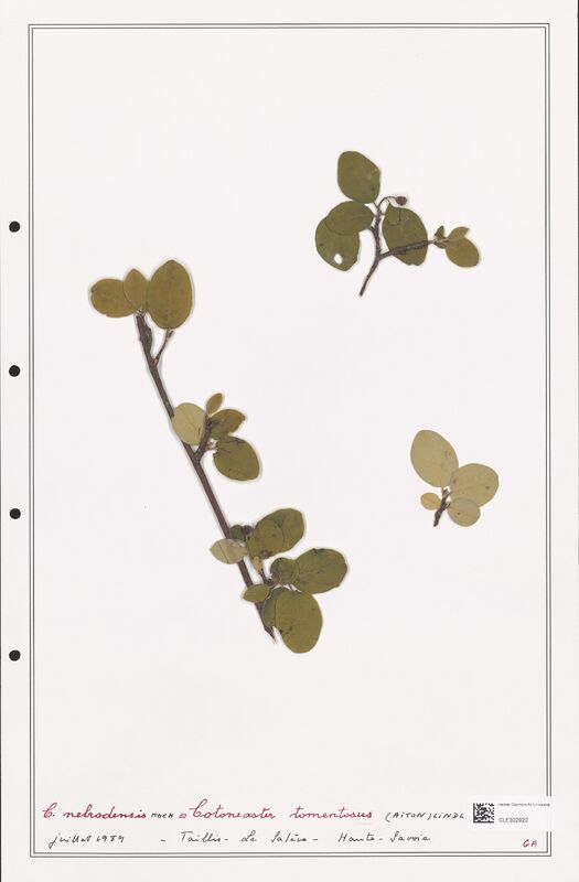 Cotoneaster tomentosus  (Rosaceae)