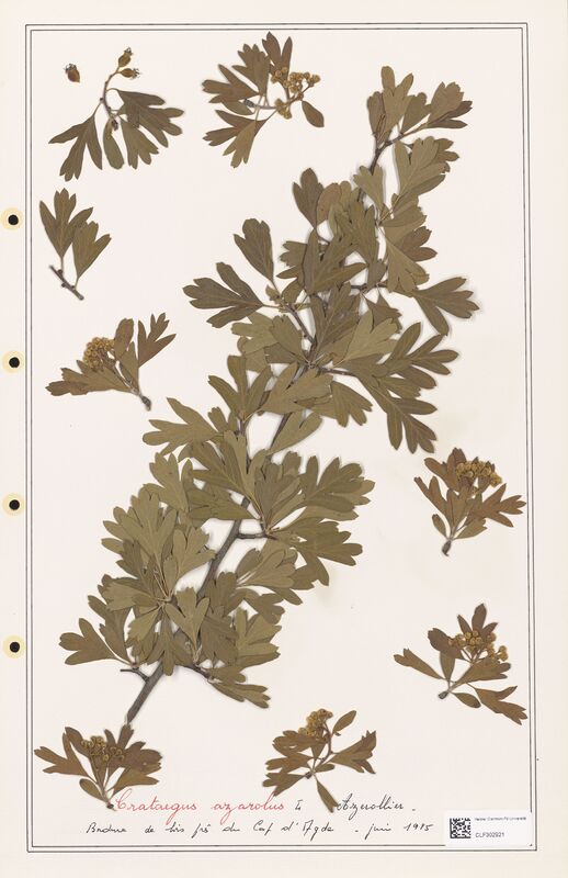 Crataegus azarolus  (Rosaceae)