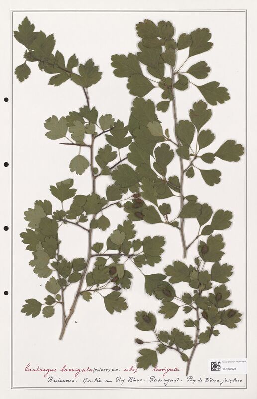 Crataegus laevigata  (Rosaceae)