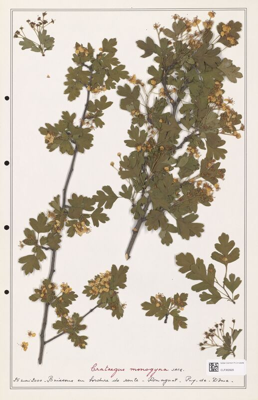 Crataegus monogyna  (Rosaceae)