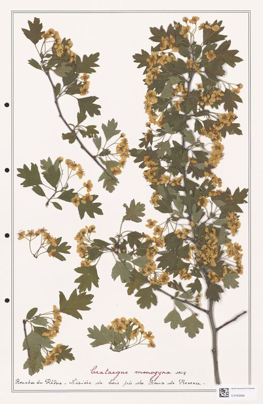 Crataegus monogyna  (Rosaceae)