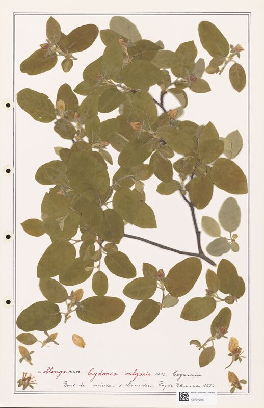 Cydonia vulgaris  (Rosaceae)