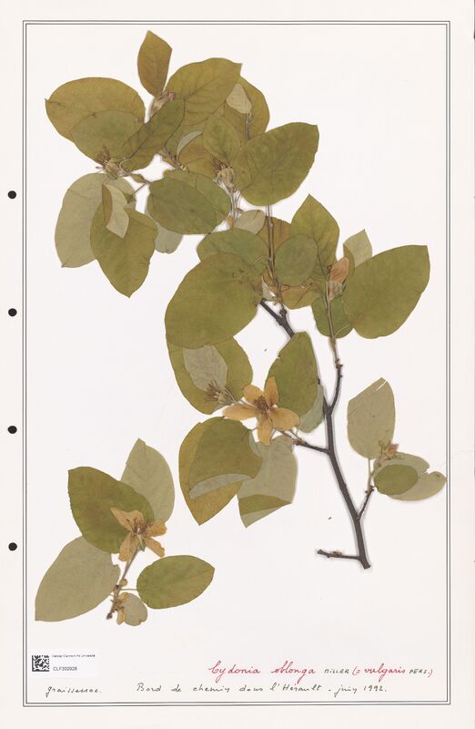 Cydonia oblonga  (Rosaceae)