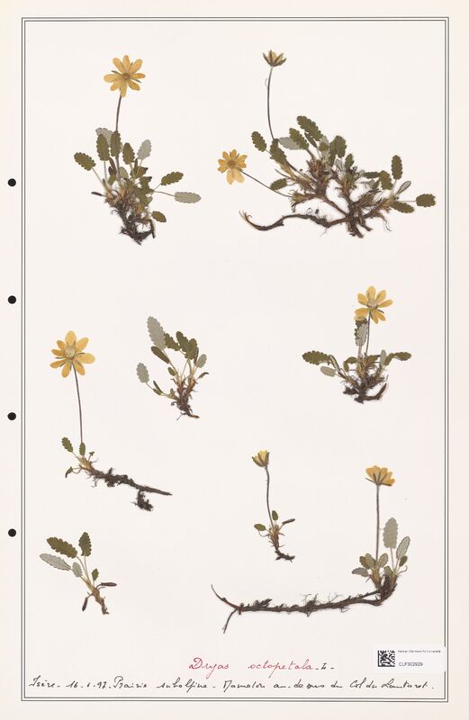 Dryas octopetala  (Rosaceae)