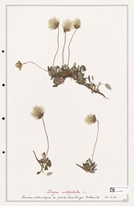 Dryas octopetala  (Rosaceae)