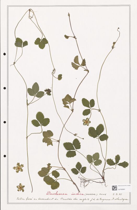 Duchesnea indica  (Rosaceae)