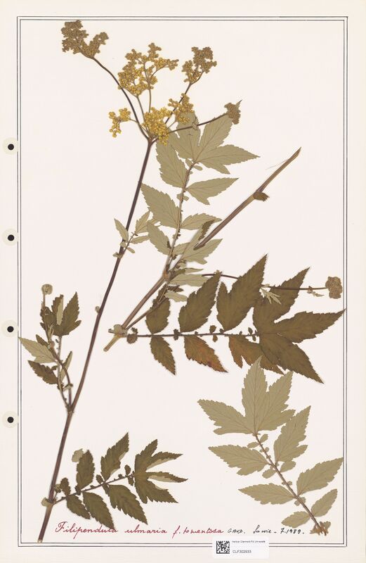 Filipendula ulmaria  (Rosaceae)