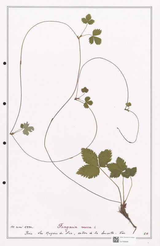 Fragaria vesca  (Rosaceae)