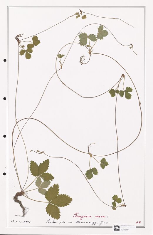 Fragaria vesca  (Rosaceae)