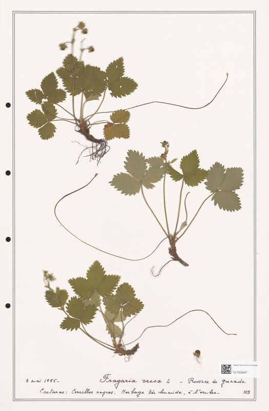 Fragaria vesca  (Rosaceae)