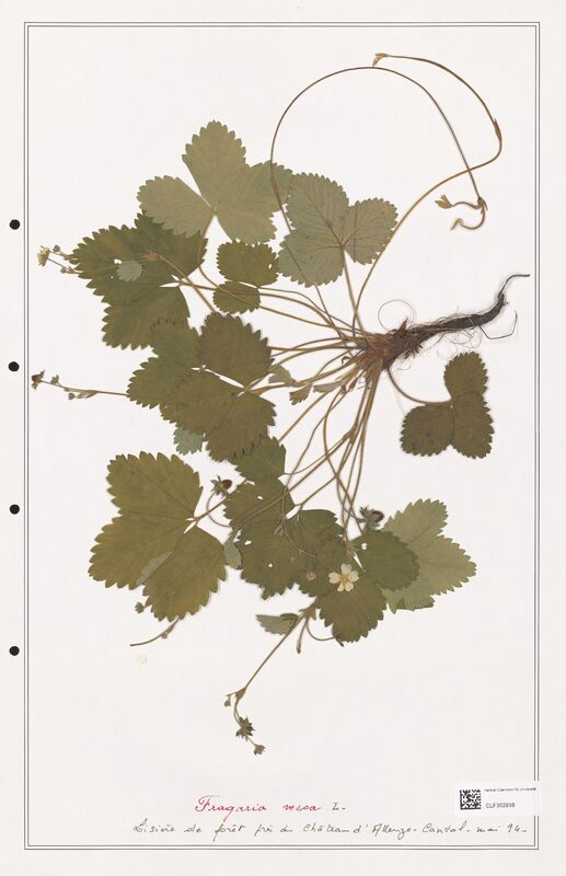 Fragaria vesca  (Rosaceae)