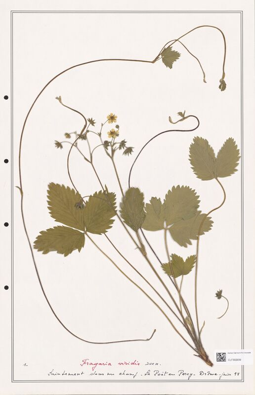 Fragaria viridis  (Rosaceae)