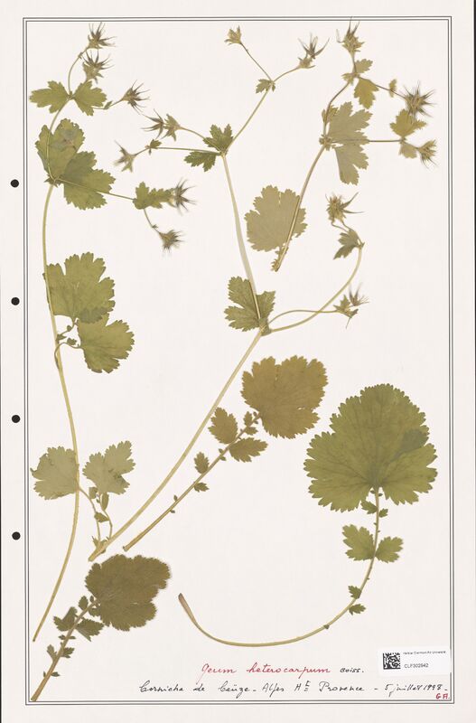 Geum heterocarpum  (Rosaceae)