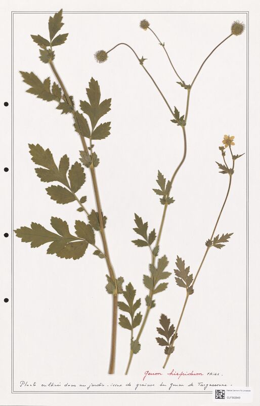 Geum hispidum  (Rosaceae)