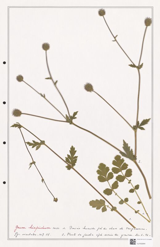 Geum hispidum  (Rosaceae)